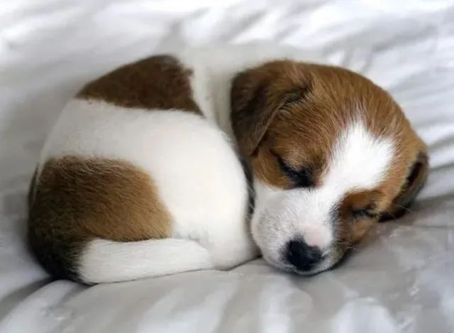 Jack Russell terrier  - Foto 4