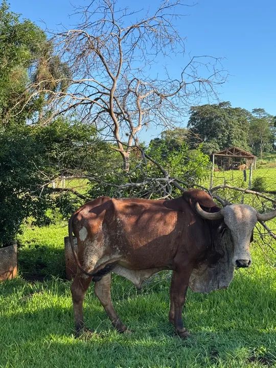 Touro Gir vendo ou troco - Foto 3