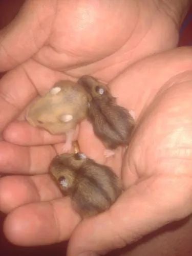 Hamster Anao Russo - Foto 2