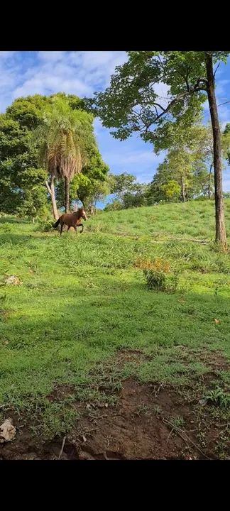 Foto - Goiânia - Jardim América