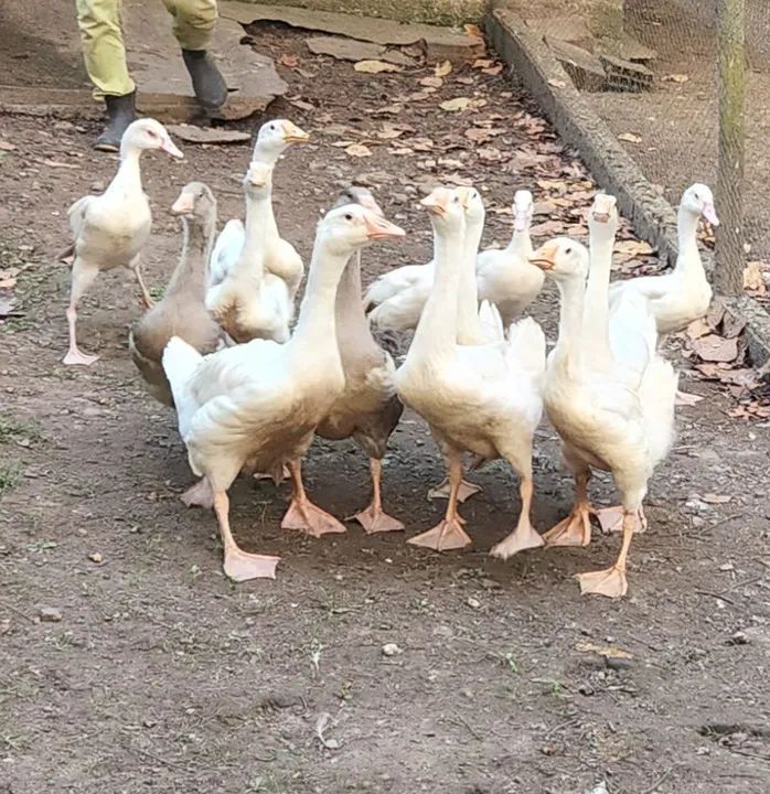 Ganso Sinaleiro Chinês Branco - Foto 3