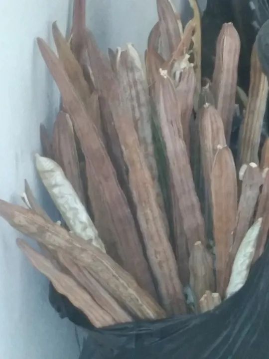 1.000 Sementes de Moringa Oleifera safra 24/25