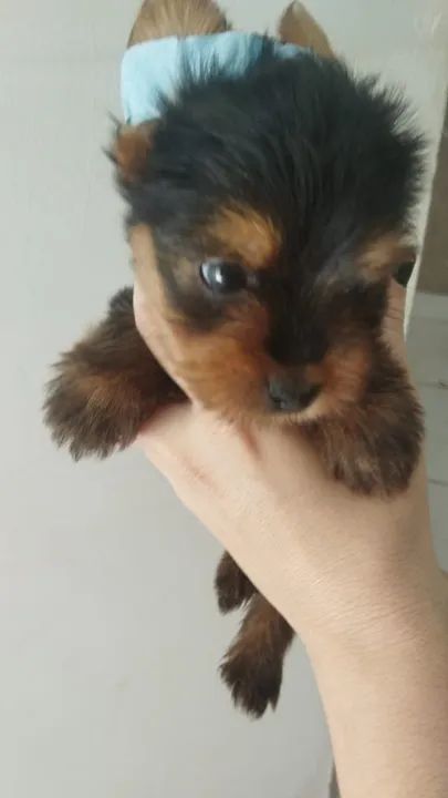 Yorkshire: Presente de Natal para a família!