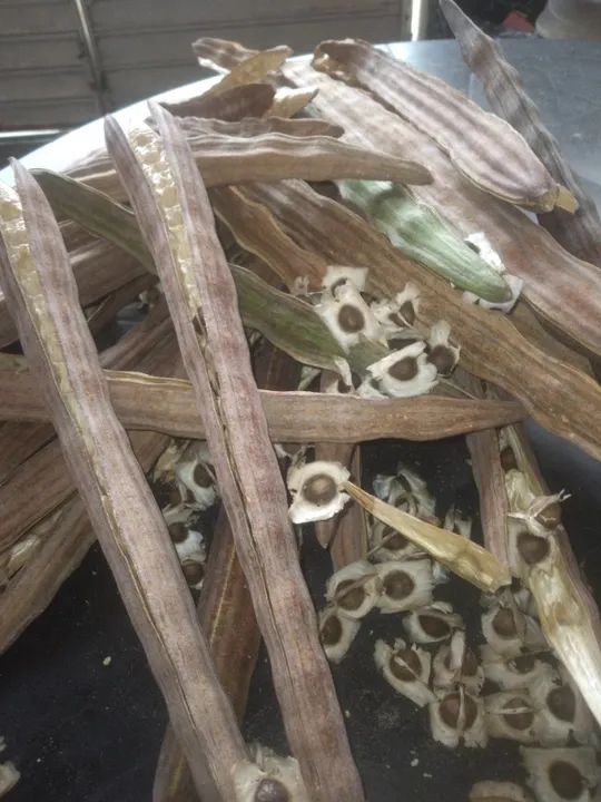 1.000 Sementes de Moringa Oleifera safra 24/25 - Foto 3