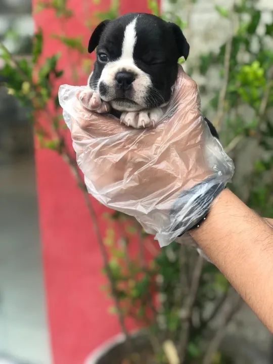 Bulldog Francês machos e fêmeas, um mais lindo que o outro, disponíveis  - Foto 2