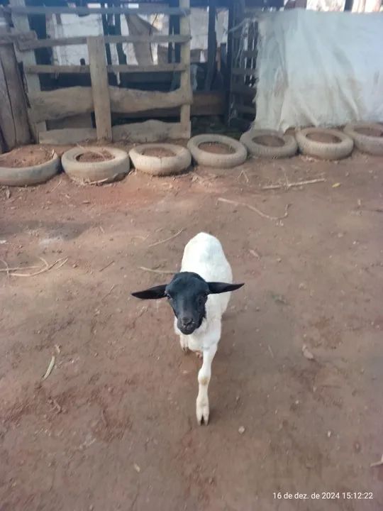 Cordeiro, Carneiro e Ovelha - Foto 2