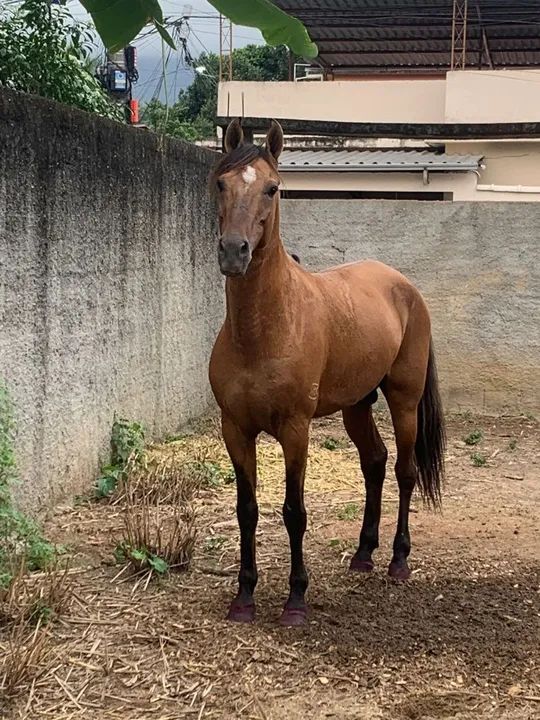 Mangalarga Marchador