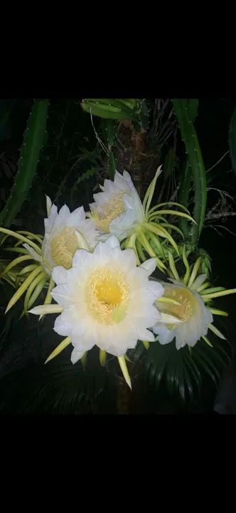 Mudas de pitaya - Foto 6