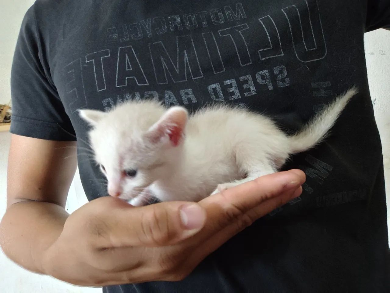 GATINHOS PARA ADOÇÃO  - Foto 3