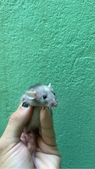 Pets Twister- mercol pet -Dumbo - Pet (machos e fêmeas disp) - Foto 4