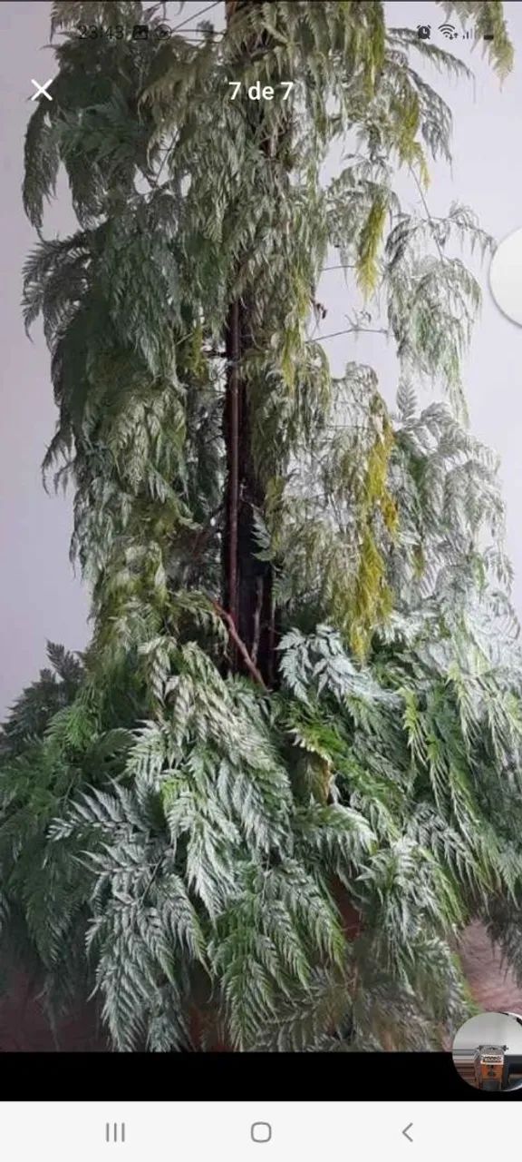 Renda Portuguesa plantada em vaso há 45 anos ? - Foto 6