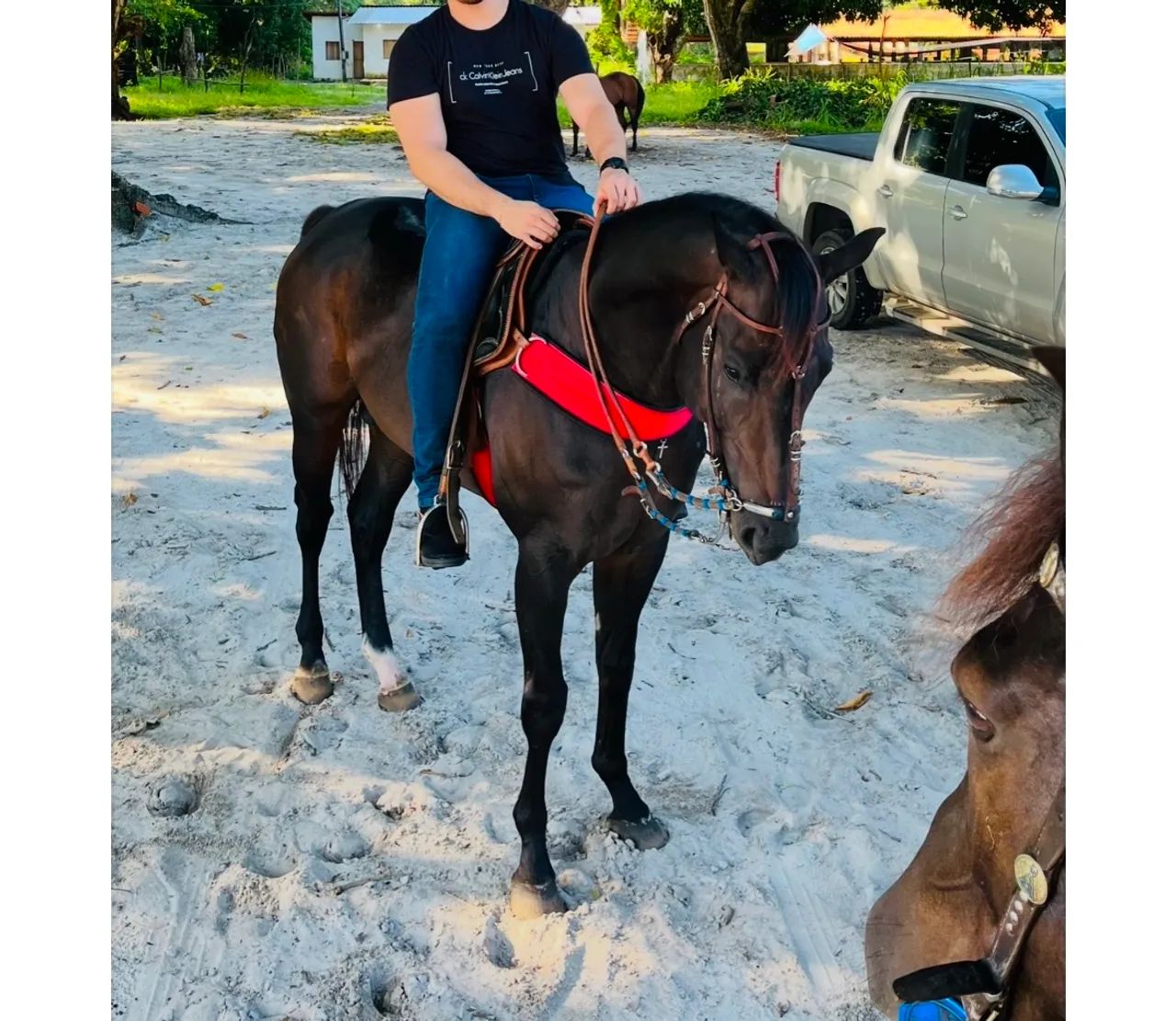 Cavalo Quarto de milha Puro Vaquejada  - Foto 4