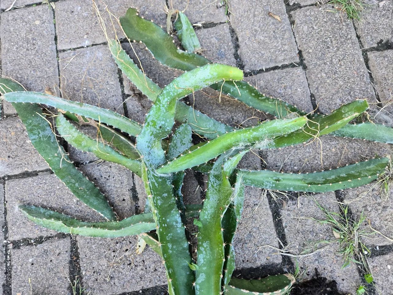 Muda e estaca de Pitaya  - Foto 3