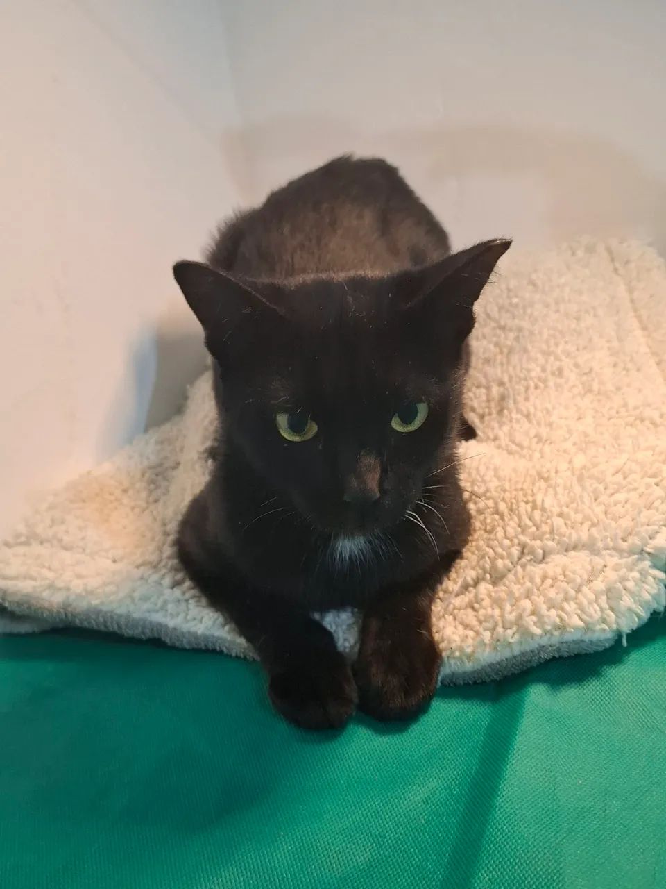 Adote  sem preconceito  - Foto 3