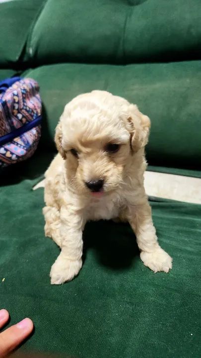 Vendo filhote macho de poodle 