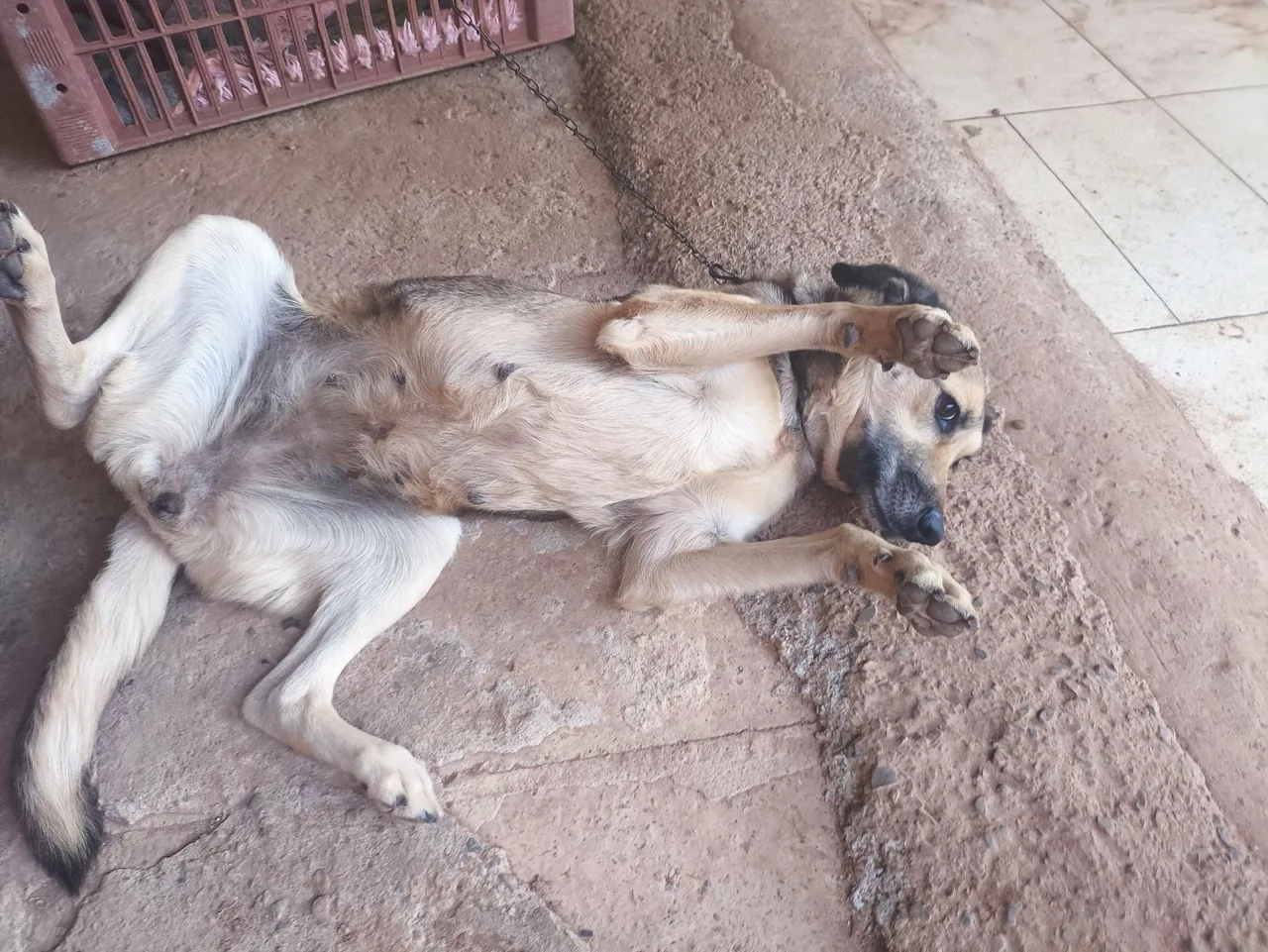 Cão mestiço adorável para adoção
