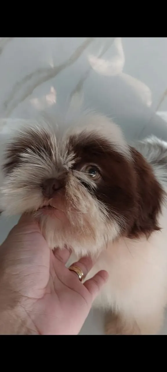 Filhote Shih Tzu 