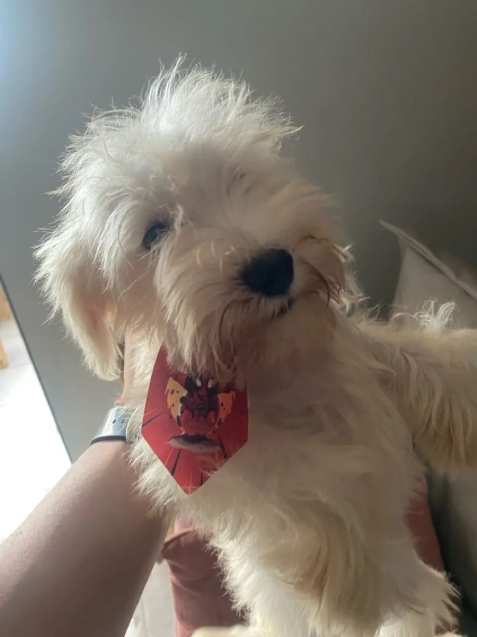 Schnauzer Branco miniatura  - Foto 4