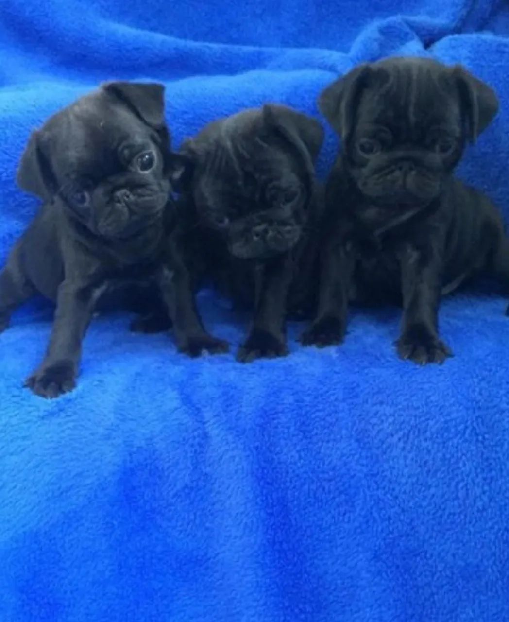 Filhotes de Pug  - Foto 5