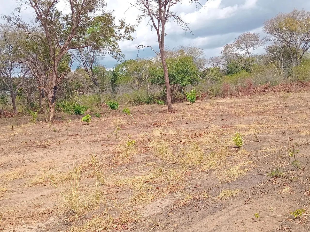 Fazenda  propriedade para soja gado e milho  - Foto 3