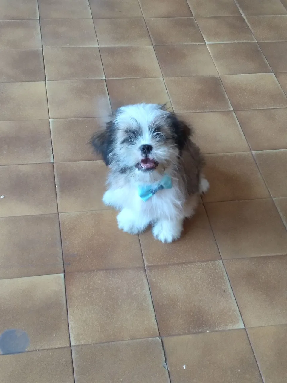 Shih Tzu filhote