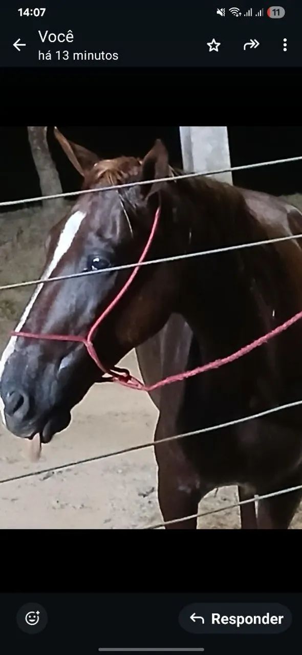 VENDE ÉGUA - Foto 4