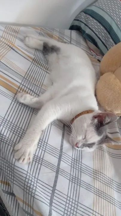 Gatinho branco e cinza para adoção