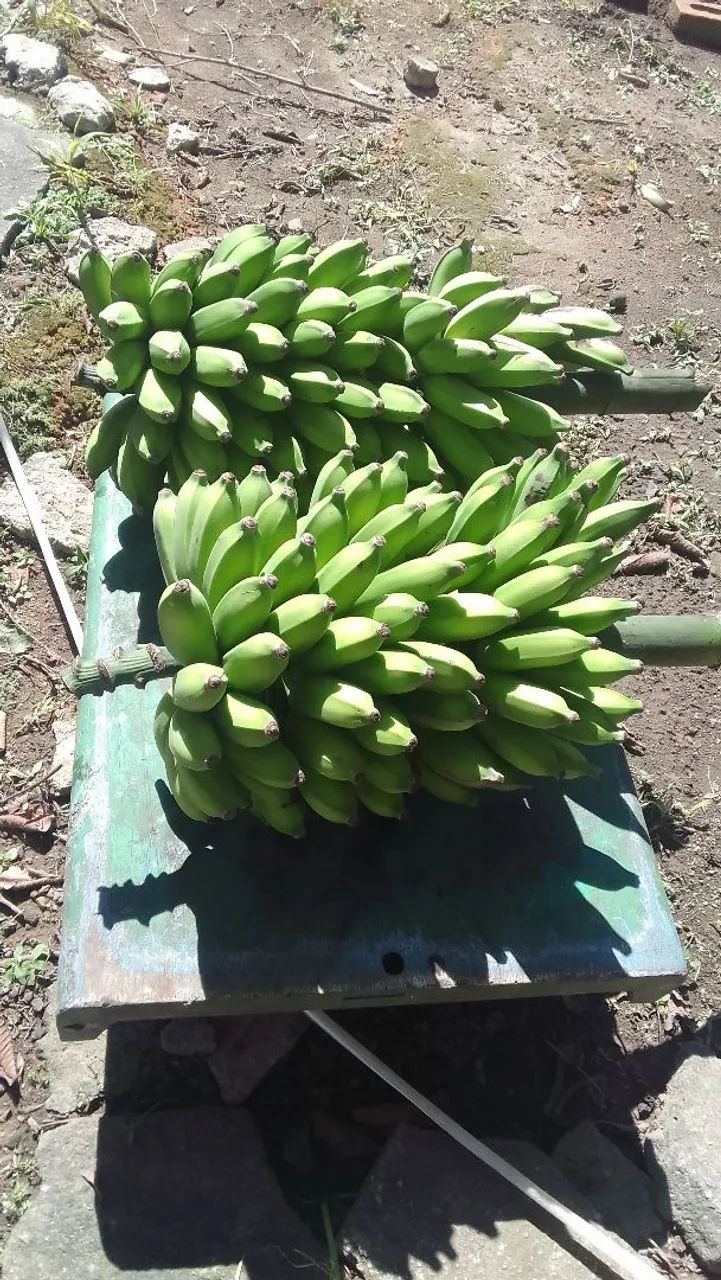 Bananas frescas para venda - Foto 3