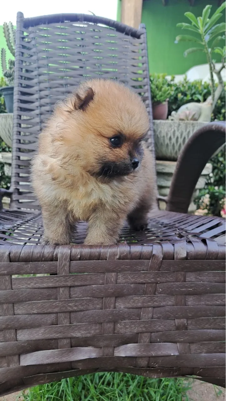 Spitz alemão fêmea 