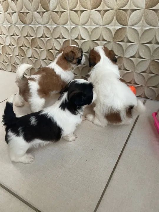 Filhote Shih Tzu - fêmea disponível - Foto 2