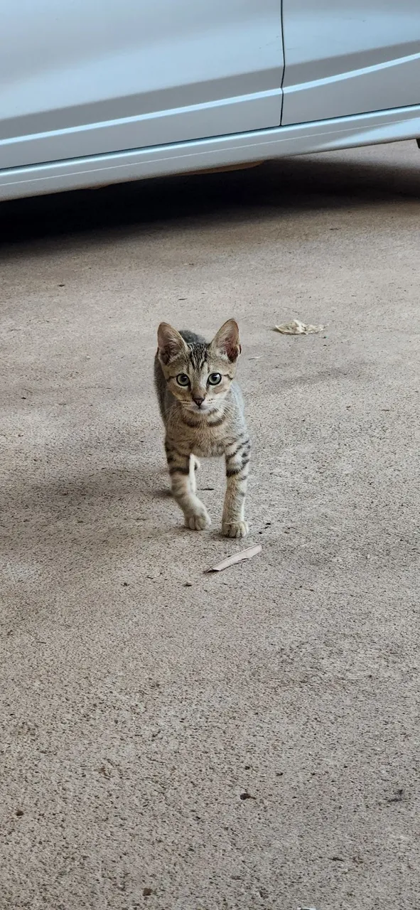 Gatinho Tigrado para Adoção