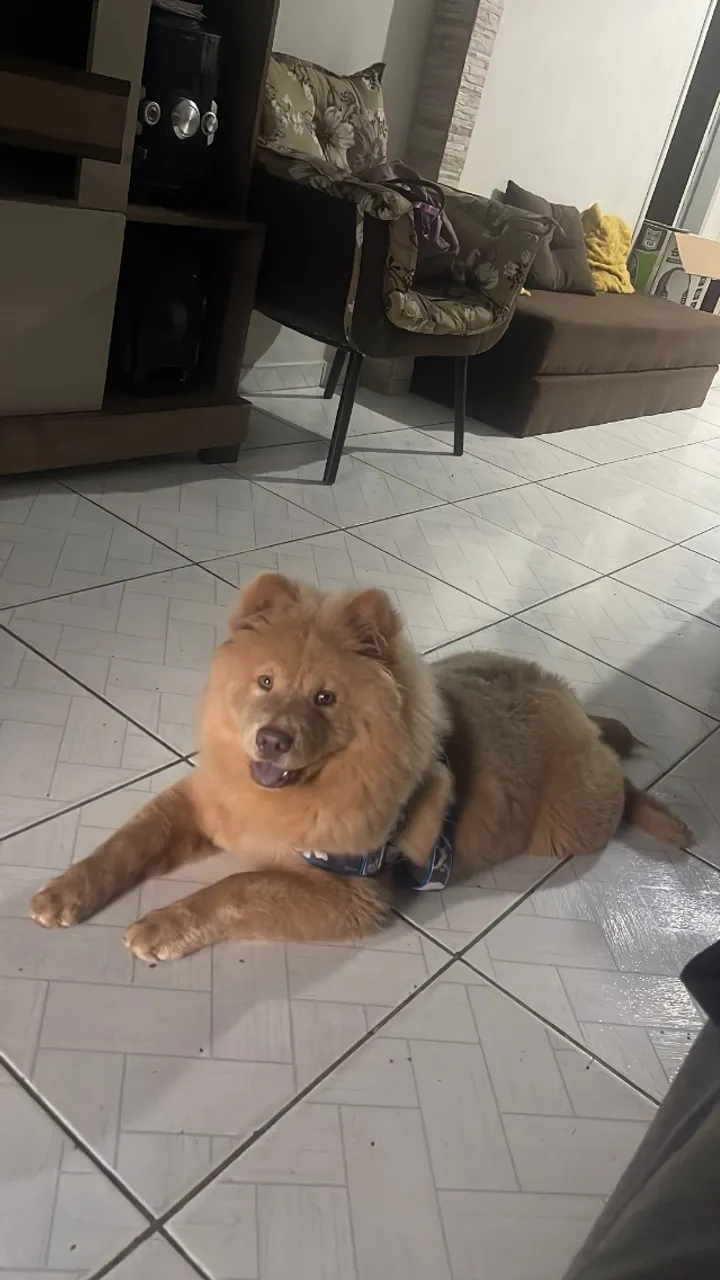 Cachorro Chow Chow