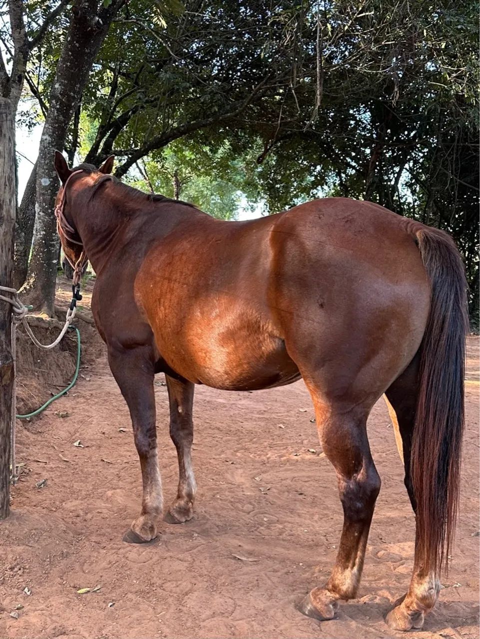 Cavalo Quarto de Milha  - Foto 2