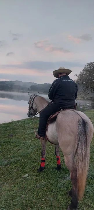 EXCELENTE POTRO QUARTO DE MILHA GARANHÃO. - Foto 5