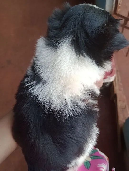 Filhote Lhasa Apso  macho Lindíssimo - Foto 2