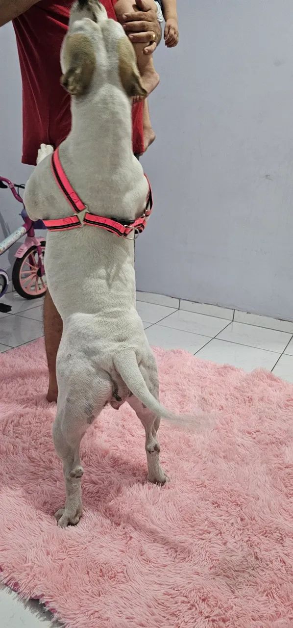 Procuro namorado american bully  - Foto 5