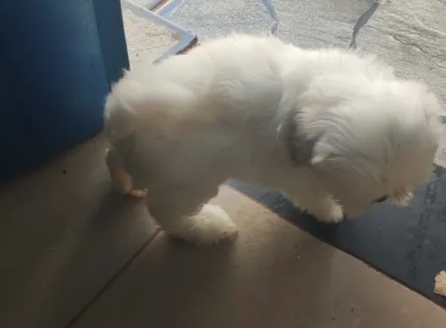 Shih Tzu Albino - Foto 2