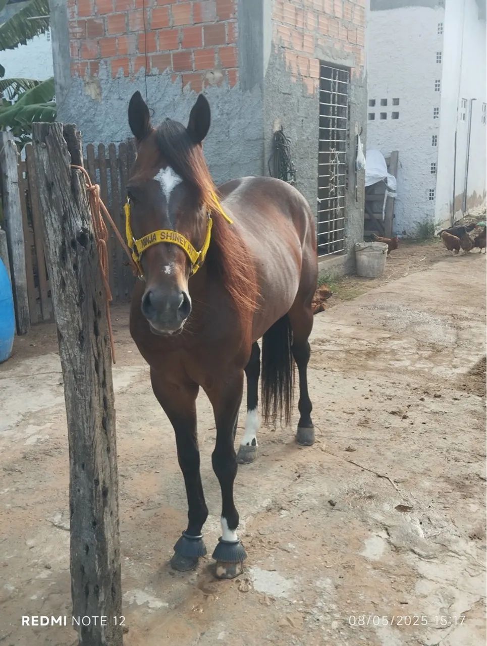 Cavalo para venda - Foto 3