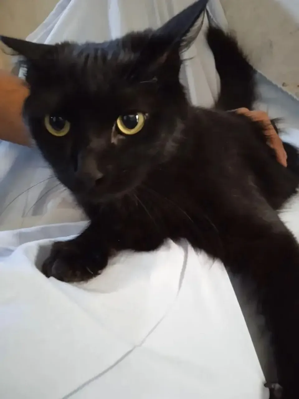 Gatinho Preto para Adoção Responsável