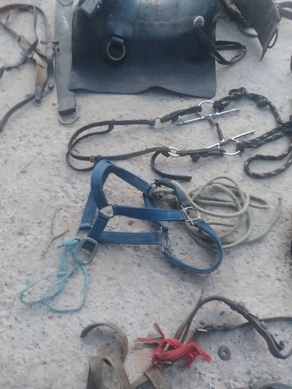 Cultiano de chifre  - Foto 4