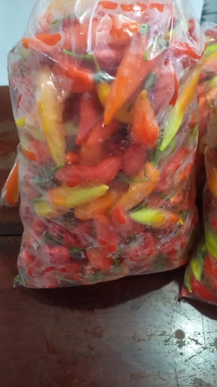 Pimenta dedo de moça - Foto 2