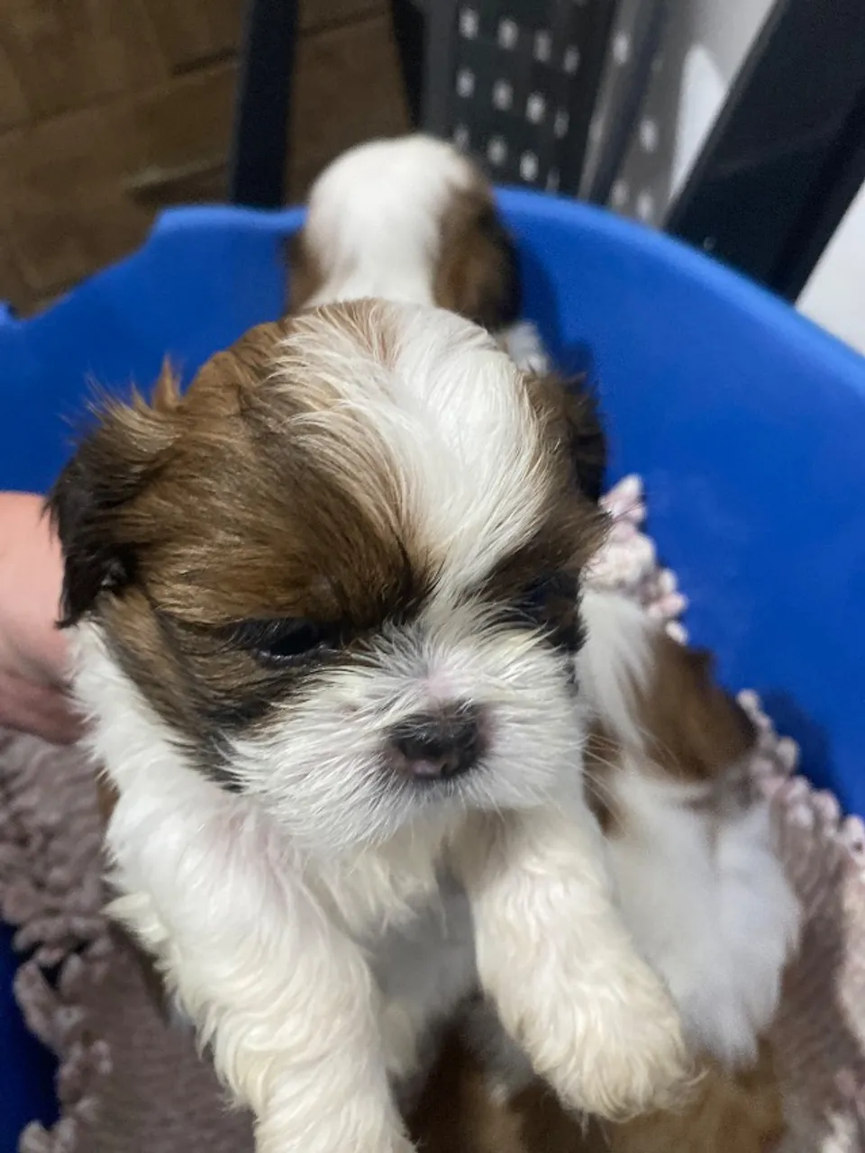 Shih tzu