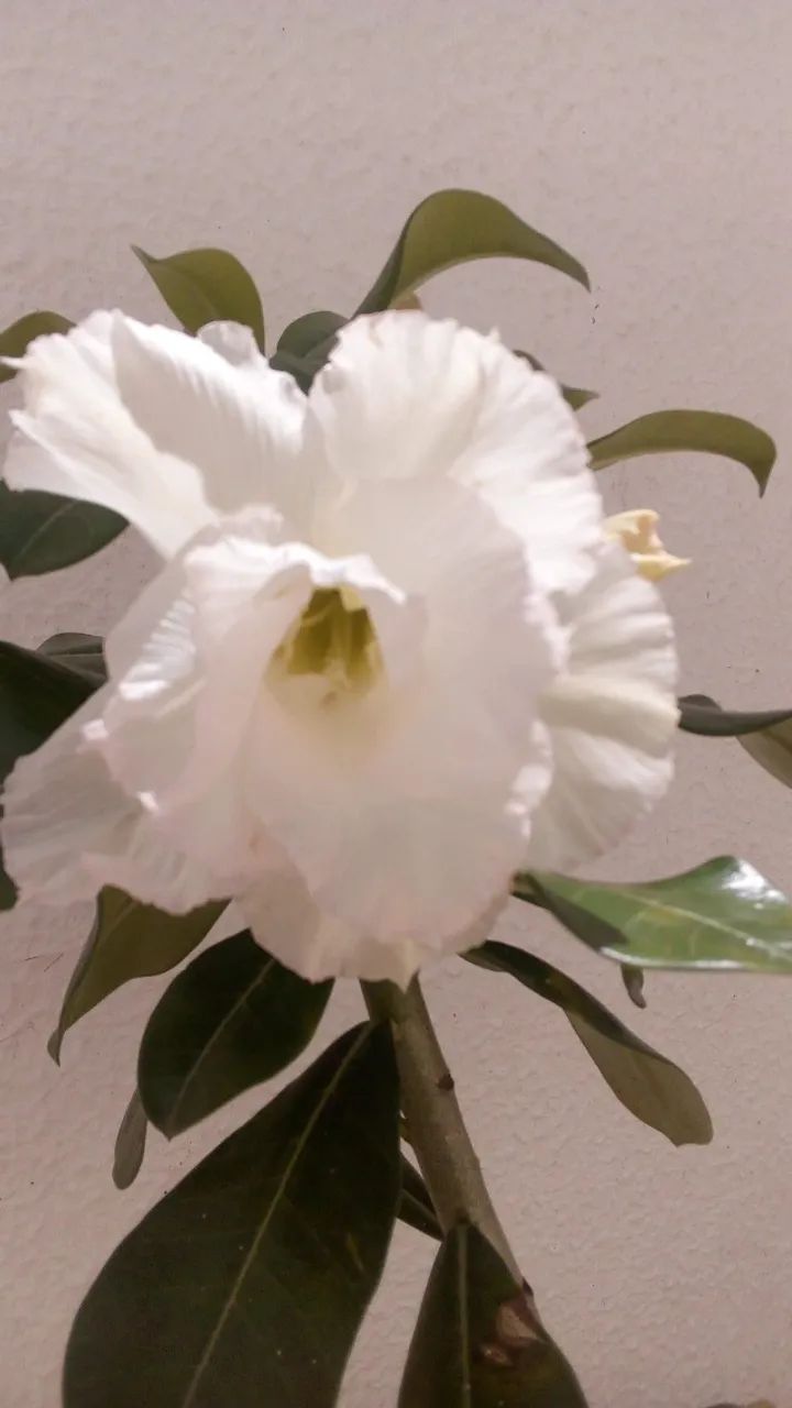 VENDO ROSAS DO DESERTO * - Foto 3