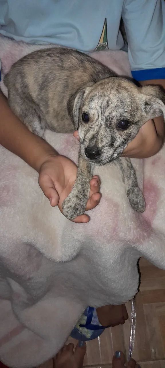 Doação de Filhote de cachorro - Foto 3