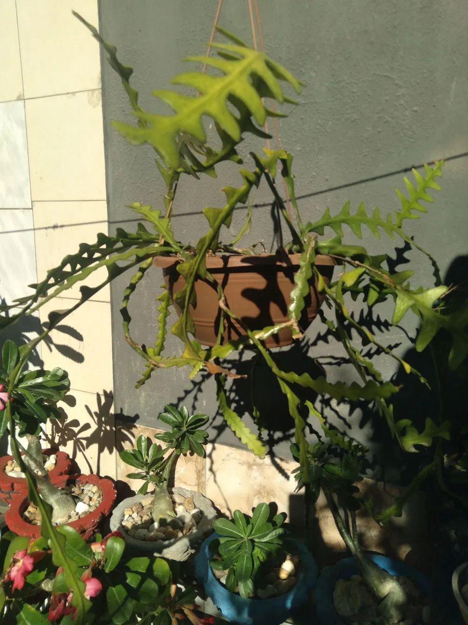 Planta  em cesta suspensa 