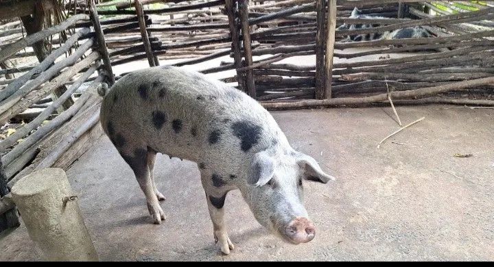 Leitoa caipira abatida 