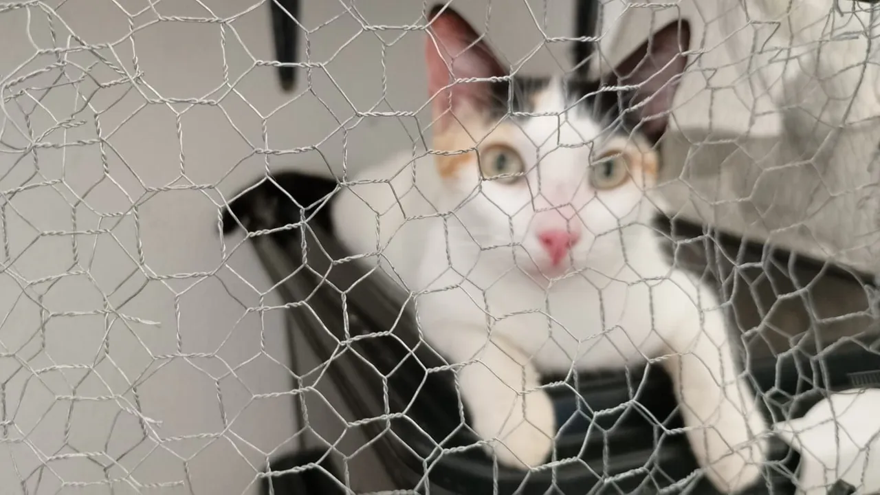 Gatinha Calico para Adoção