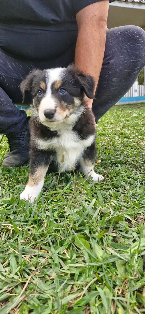Filhotes de Border Collie - Foto 2