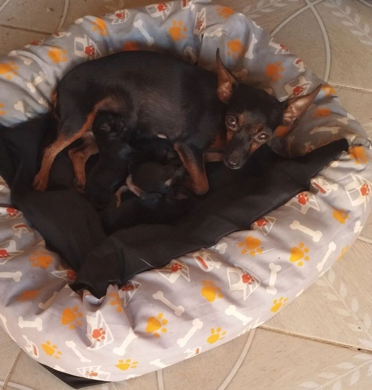 Pinscher filhote