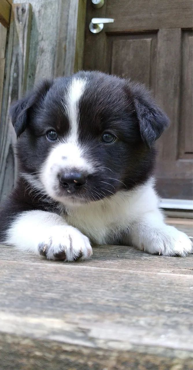 Border collie o legítimo sem dúvidas 